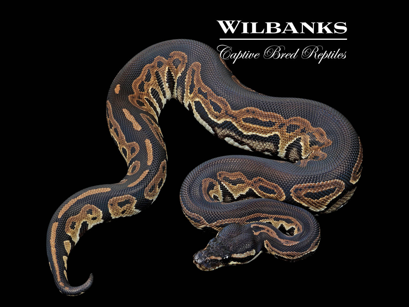 Blackhead 100% VPI Axanthic Ball Python ♀ '24