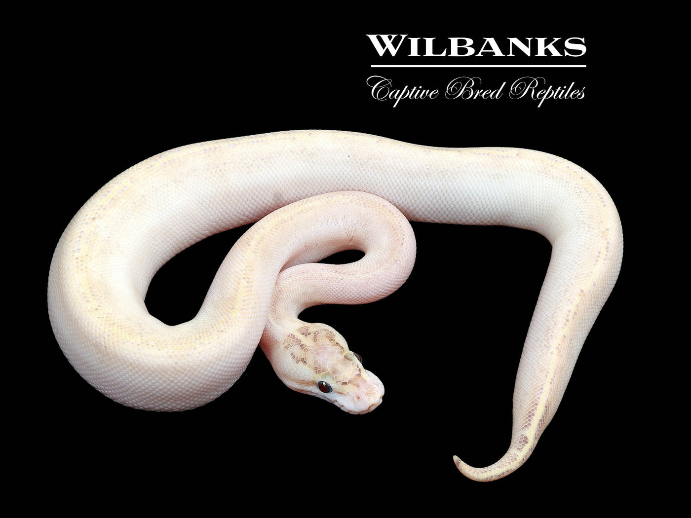 Ivory Ball Python ♀ '24
