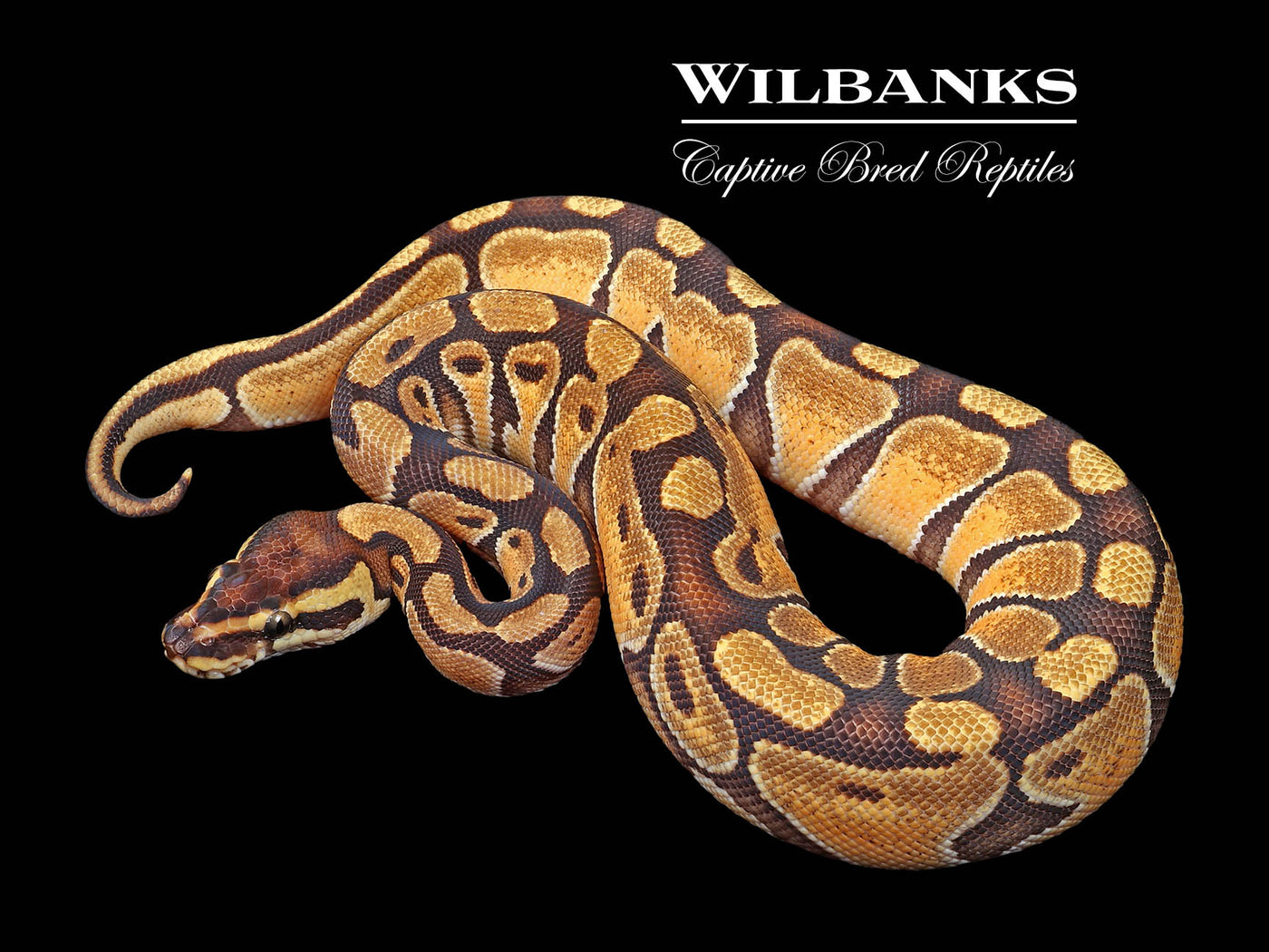 Enchi 100% Het Lavender Albino Ball Python ♀ '24