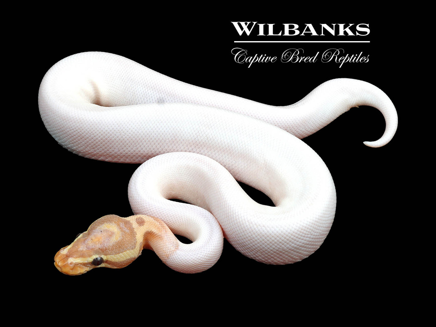 Banana Pied Ball Python ♂ '24