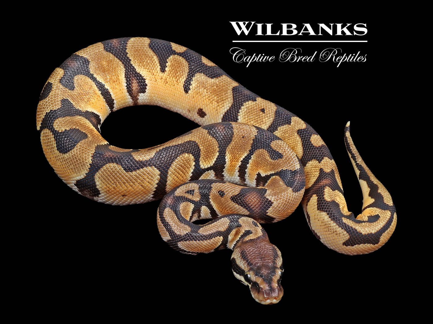 Pastel Orange Dream 100% Het. Pied Ball Python ♂ '24