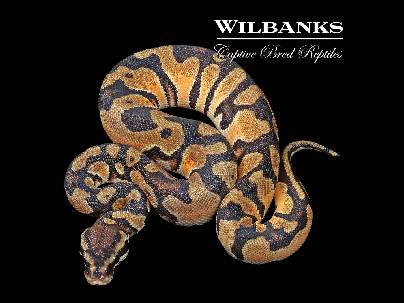 Pastel Orange Dream 100% Het. Pied Ball Python ♀ '24