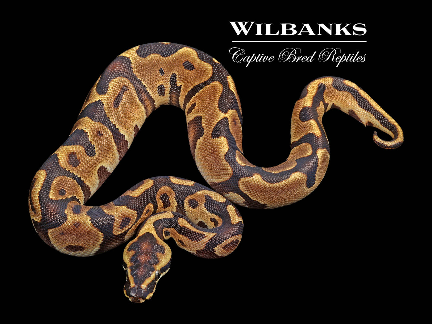 Leopard Enchi Ball Python ♂ '24