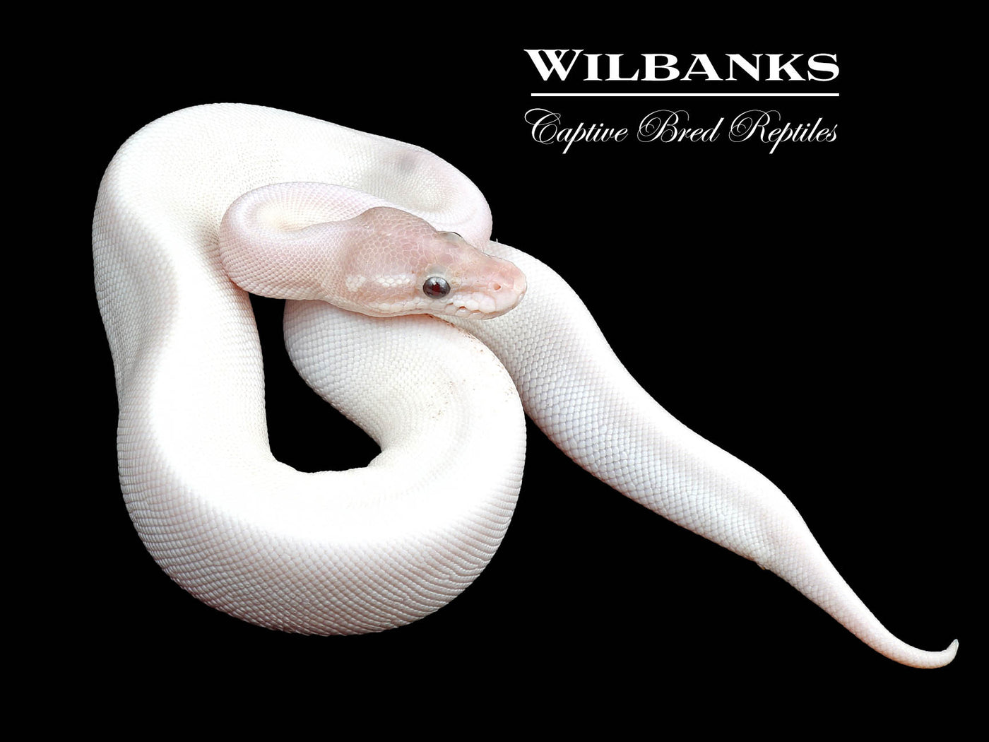 Banana Blue Eyed Leucistic (Super Mojave) Ball Python ♂ '24