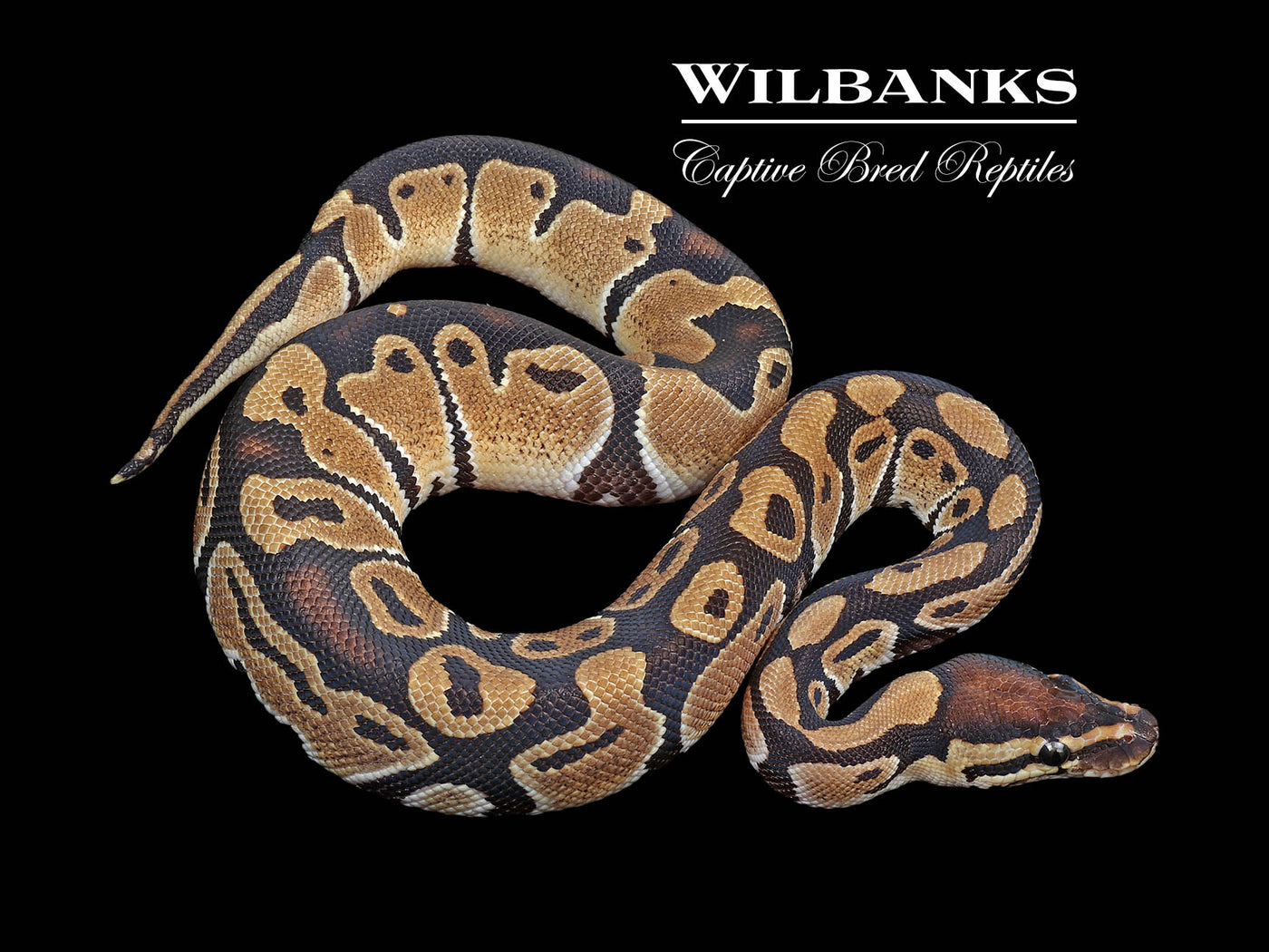 100% DH Clown Axanthic (VPI) Ball Python ♂ '24