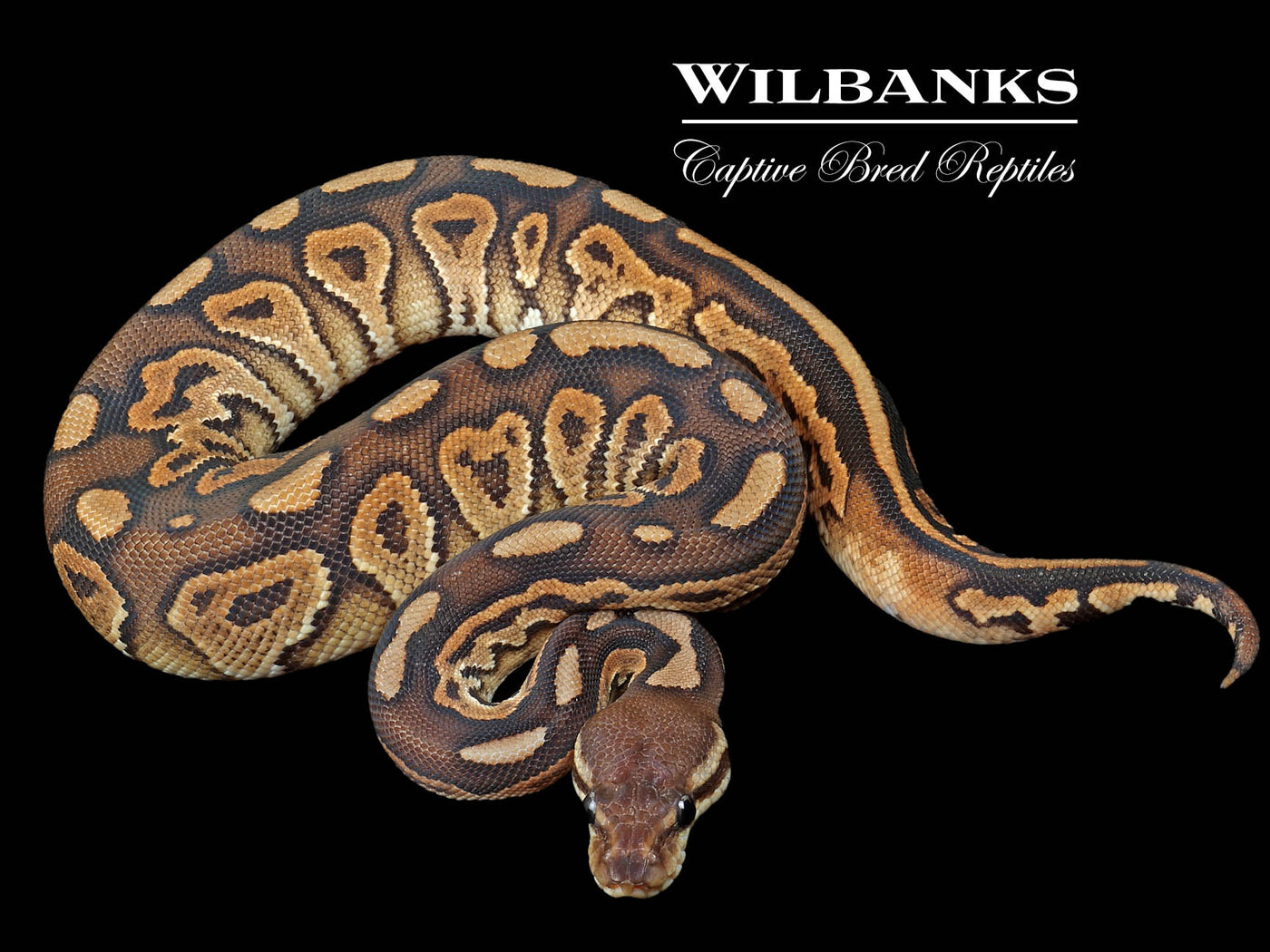 Cinnamon Ball Python ♀ '24