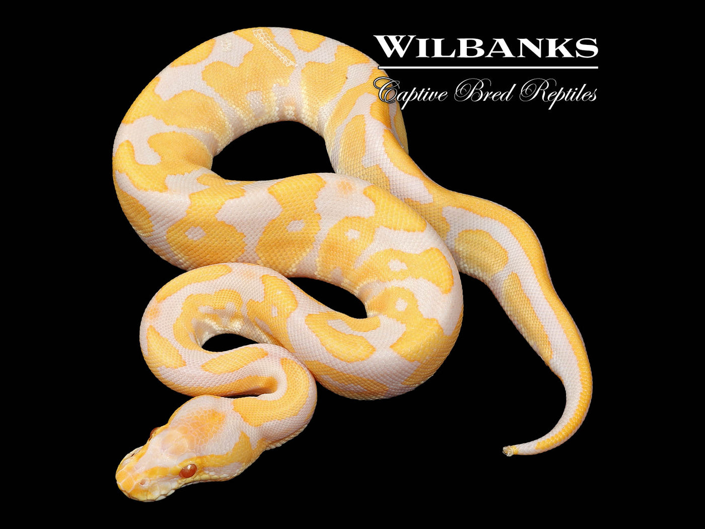 Albino Leopard Ball Python ♀ '24