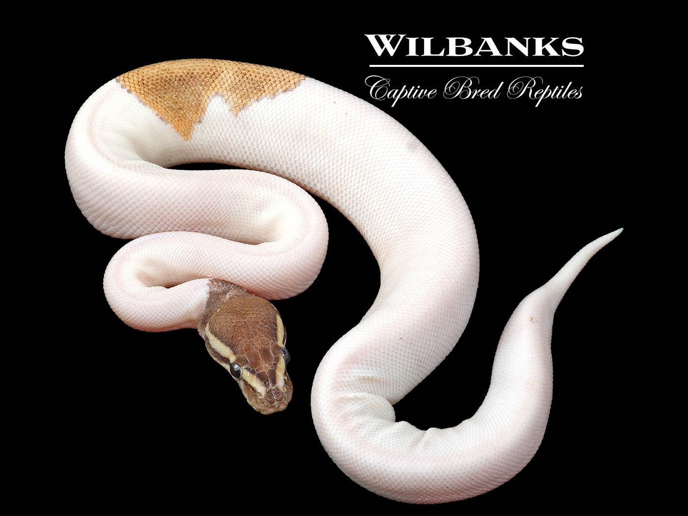 Phantom Fire Pied Ball Python ♀ '24