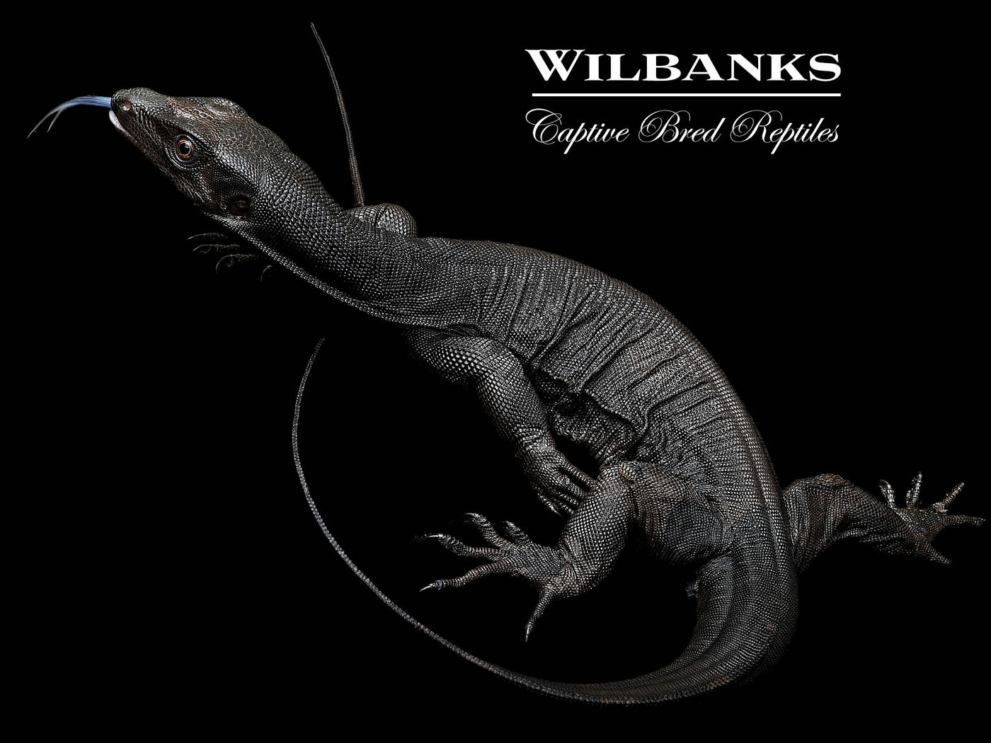 Black Dragon Asian Water Monitor USCBB '24