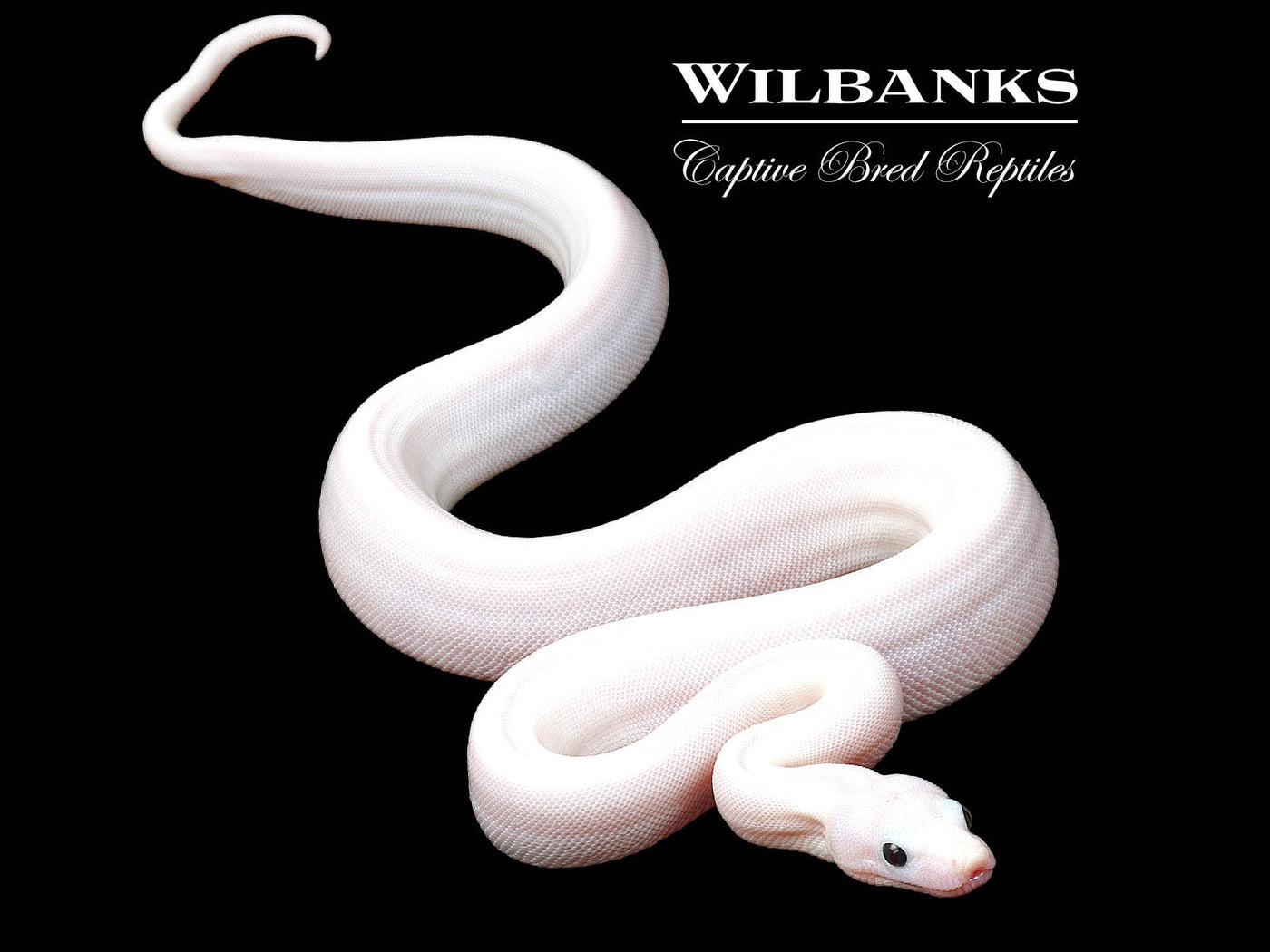 Super Fire 100% Het. Albino T+ VPI Boa Constrictor ♀ '25