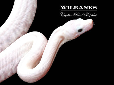 Super Fire 100% Het. Albino T+ VPI Boa Constrictor ♀ '25