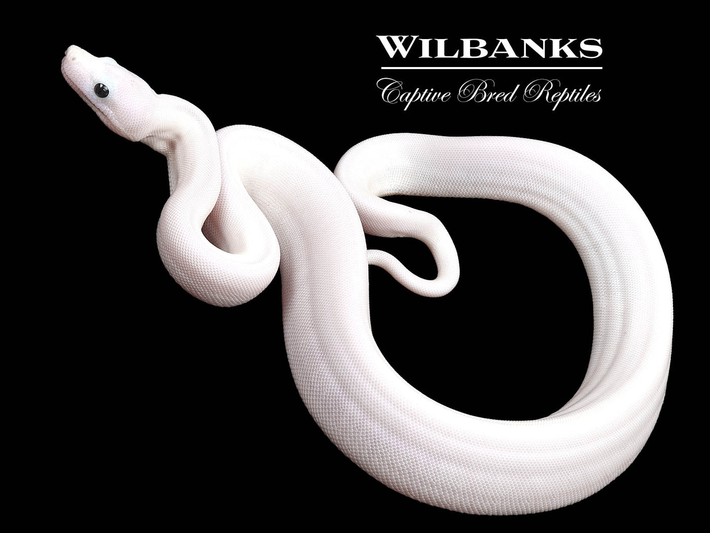 Super Fire 100% Het. Albino T+ VPI Boa Constrictor ♀ '25