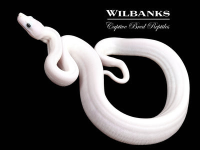 Super Fire 100% Het. Albino T+ VPI Boa Constrictor ♀ '25