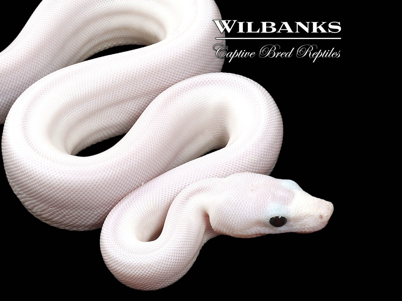 Super Fire 100% Het. Albino T+ VPI Boa Constrictor ♂ '25