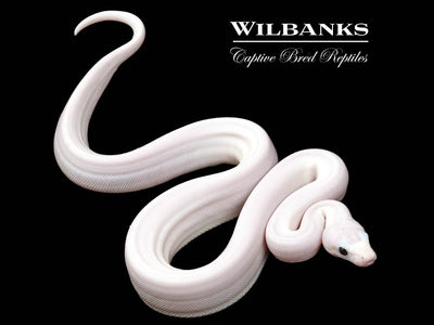 Super Fire 100% Het. Albino T+ VPI Boa Constrictor ♂ '25