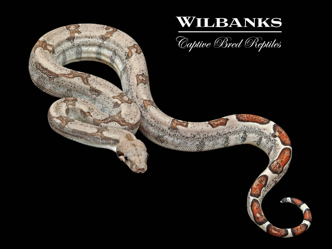 Fire 100% Het. Albino T+ VPI Boa Constrictor ♀ '25