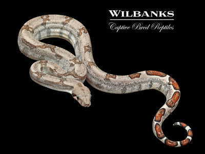 Fire 100% Het. Albino T+ VPI Boa Constrictor ♀ '25