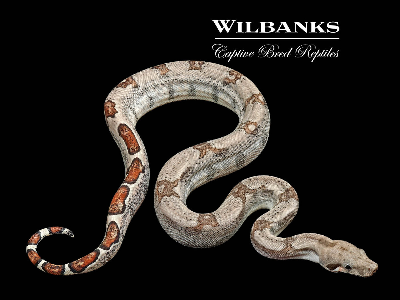 Fire 100% Het. Albino T+ VPI Boa Constrictor ♀ '25