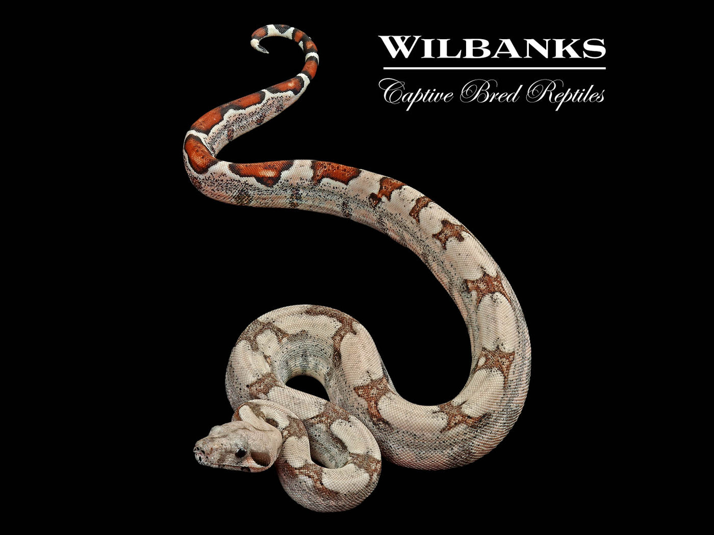 Fire 100% Het. Albino T+ VPI Boa Constrictor ♀ '25