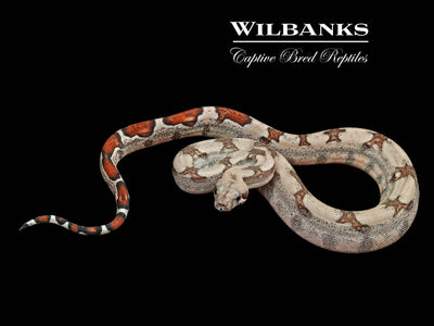 Fire 100% Het. Albino T+ VPI Boa Constrictor ♀ '25