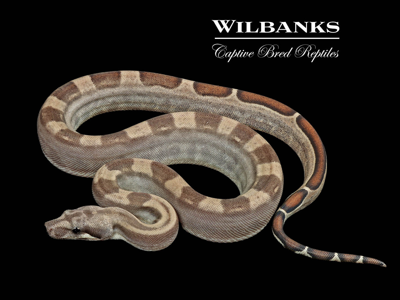 Fire Motley 100% Het. Albino T+ VPI Boa Constrictor ♀ '25