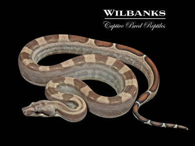 Fire Motley 100% Het. Albino T+ VPI Boa Constrictor ♀ '25