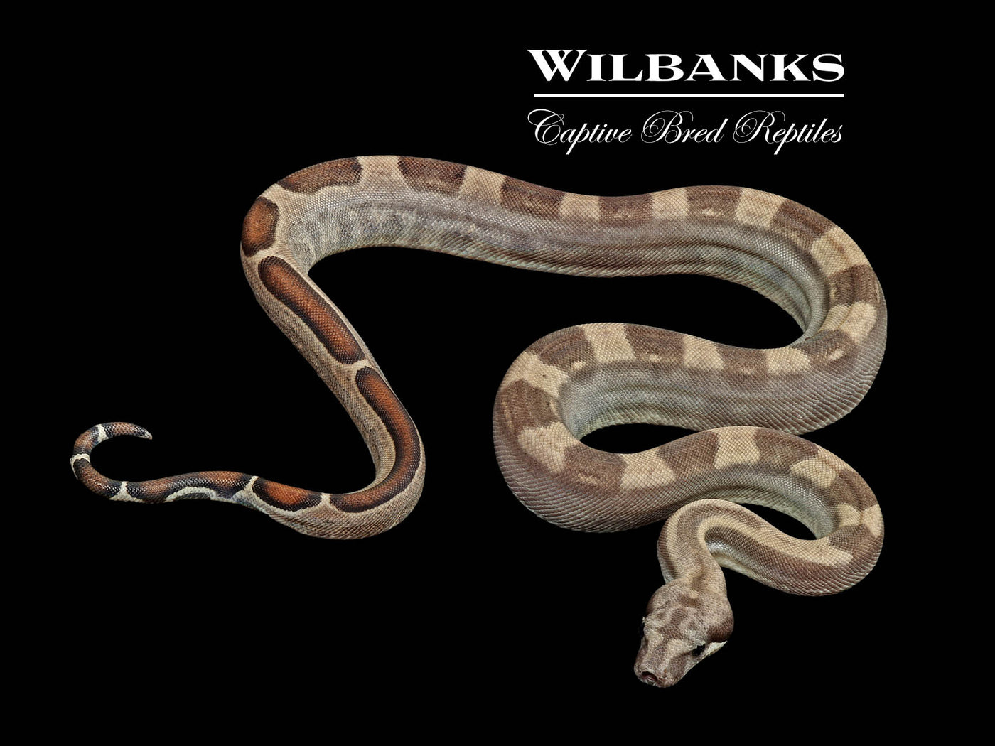 Fire Motley 100% Het. Albino T+ VPI Boa Constrictor ♀ '25