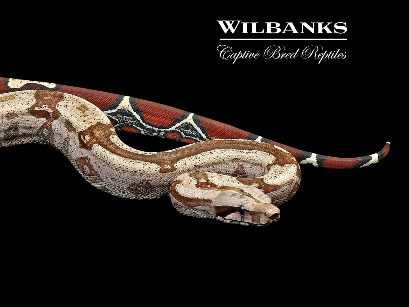 Guyana (Aberrant) True Red Tailed Boa Constrictor ♂ '23