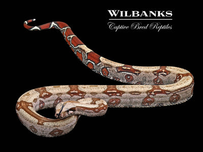 Guyana (Aberrant) True Red Tailed Boa Constrictor ♂ '23