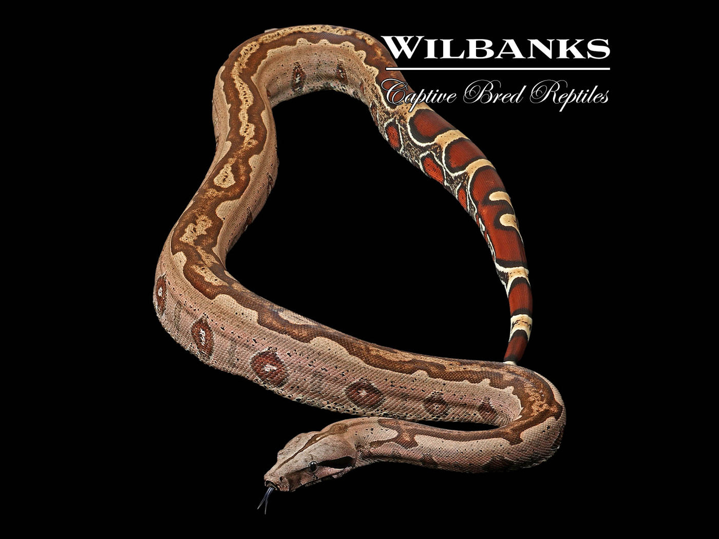 Guyana (Aberrant Striped) True Red Tailed Boa Constrictor ♂ '23