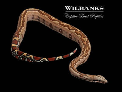 Guyana (Aberrant Striped) True Red Tailed Boa Constrictor ♂ '23