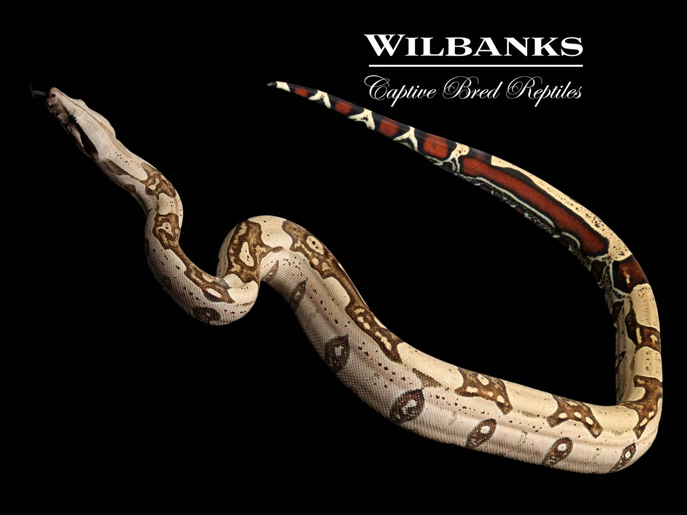 Guyana (Aberrant) True Red Tailed Boa Constrictor ♂ '23