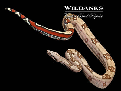 Guyana (Aberrant) True Red Tailed Boa Constrictor ♀ '23