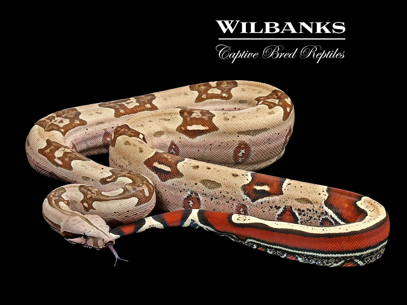 Guyana (Aberrant) True Red Tailed Boa Constrictor ♀ '23