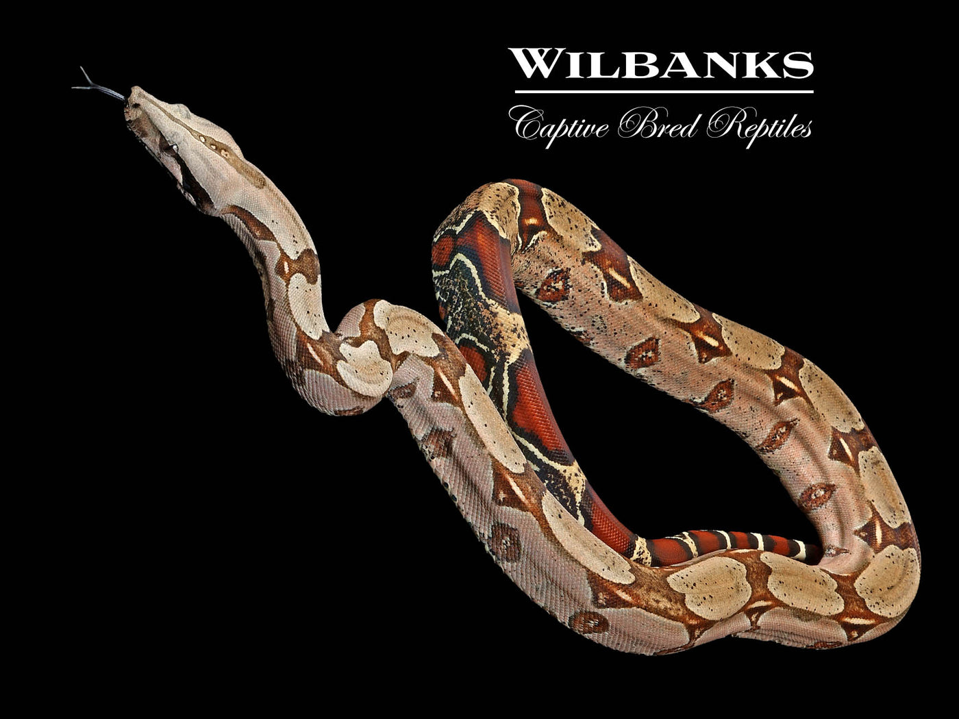 Surinam True Red Tailed Boa Constrictor ♀ '23