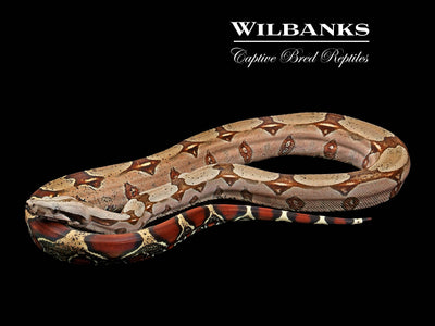 Surinam True Red Tailed Boa Constrictor ♀ '23