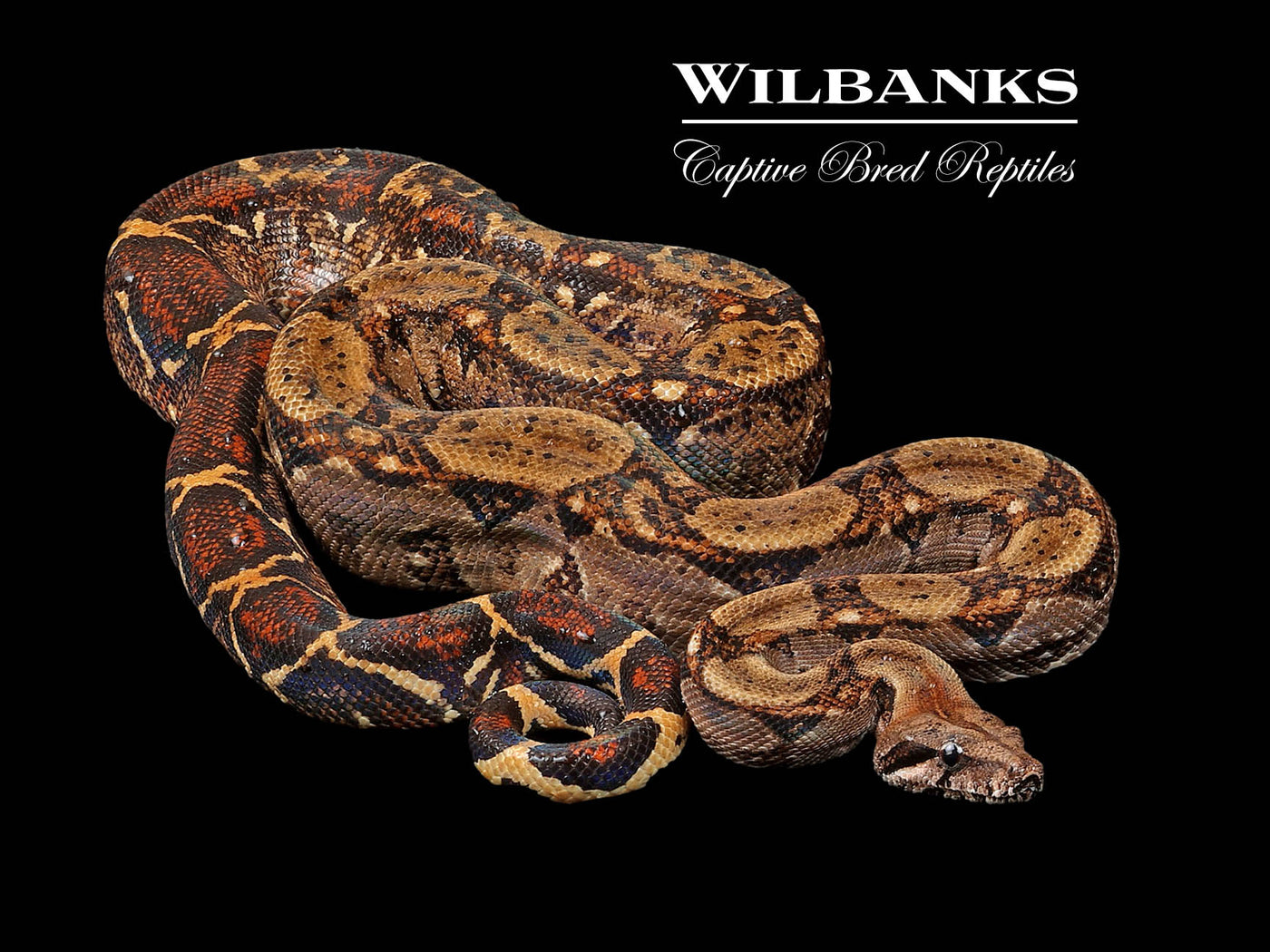 Central American Boa Constrictor ♂ '23