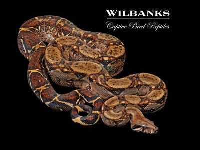 Central American Boa Constrictor ♂ '23