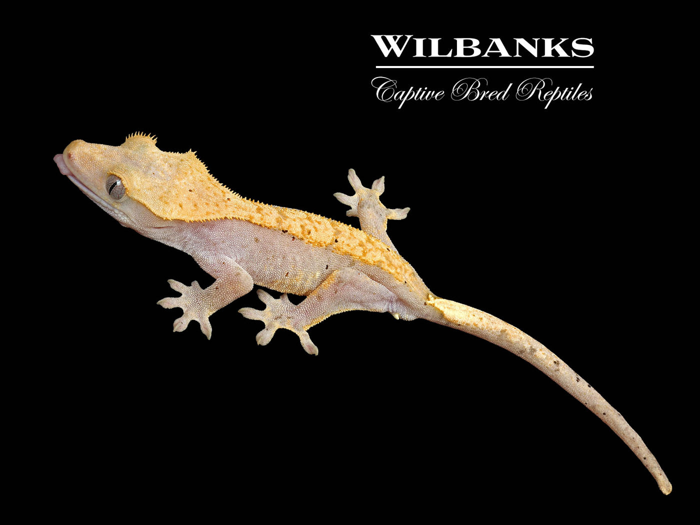 Fire (100% Guaranteed Het. Black Eyed Leucistic) Crested Gecko ♂ '24