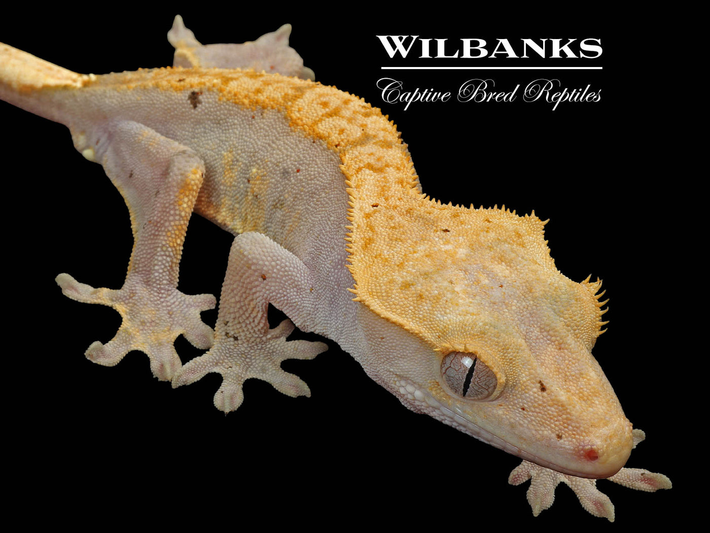 Fire (100% Guaranteed Het. Black Eyed Leucistic) Crested Gecko ♂ '24