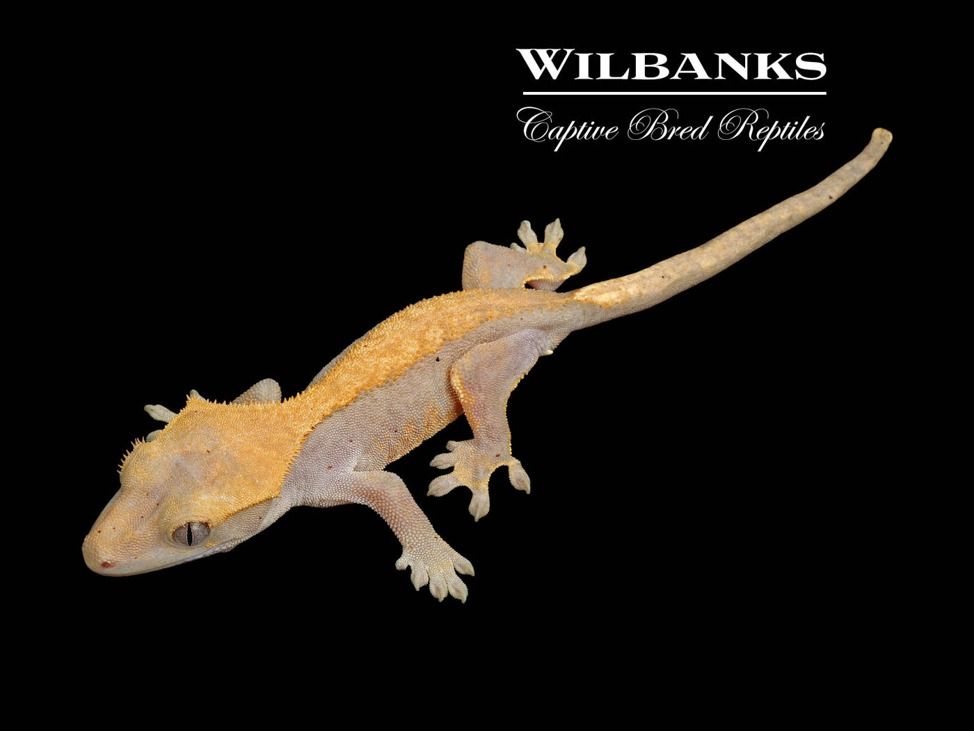 Fire (100% Guaranteed Het. Black Eyed Leucistic) Crested Gecko ♂ '24
