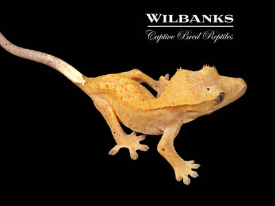 Fire (100% Guaranteed Het. Black Eyed Leucistic) Crested Gecko ♀ '24
