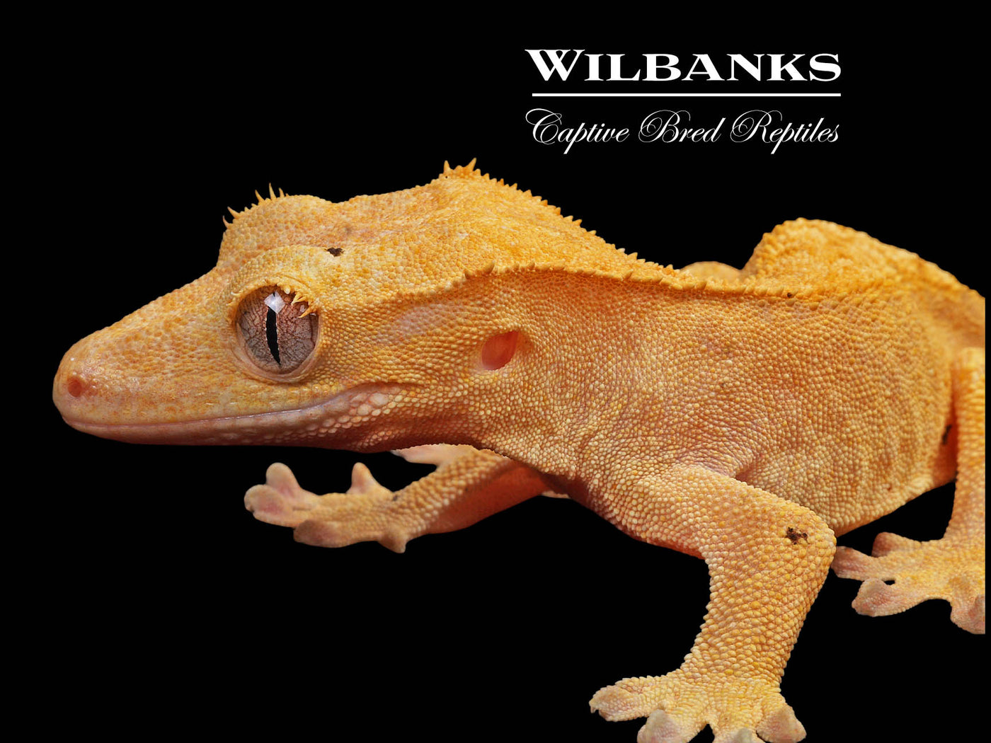 Fire (100% Guaranteed Het. Black Eyed Leucistic) Crested Gecko ♀ '24