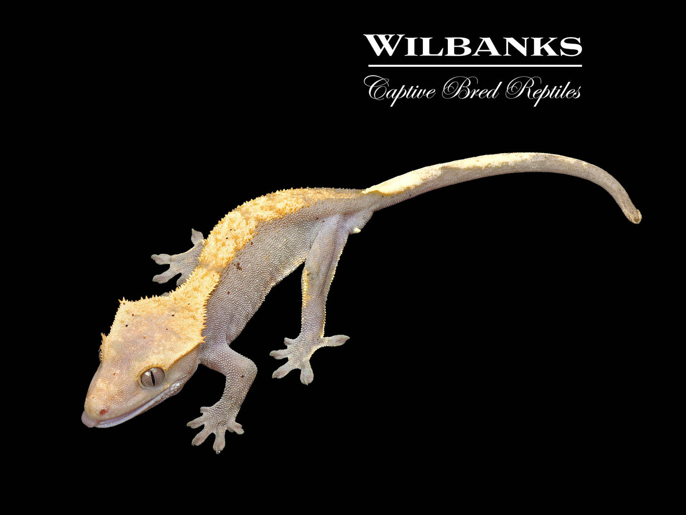 Fire (100% Guaranteed Het. Black Eyed Leucistic) Crested Gecko ♂ '24