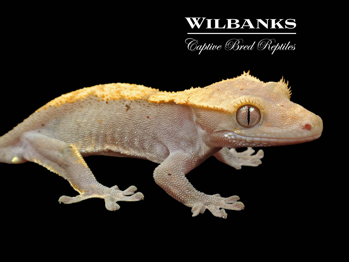 Fire (100% Guaranteed Het. Black Eyed Leucistic) Crested Gecko ♂ '24