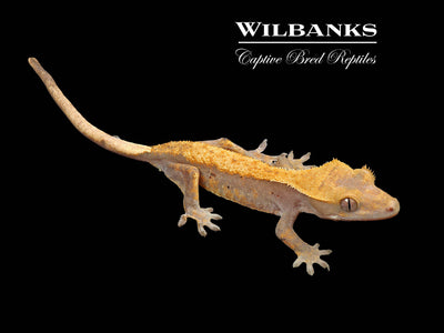 Fire (100% Guaranteed Het. Black Eyed Leucistic) Crested Gecko ♀ '24