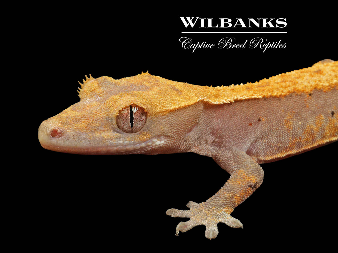 Fire (100% Guaranteed Het. Black Eyed Leucistic) Crested Gecko ♀ '24