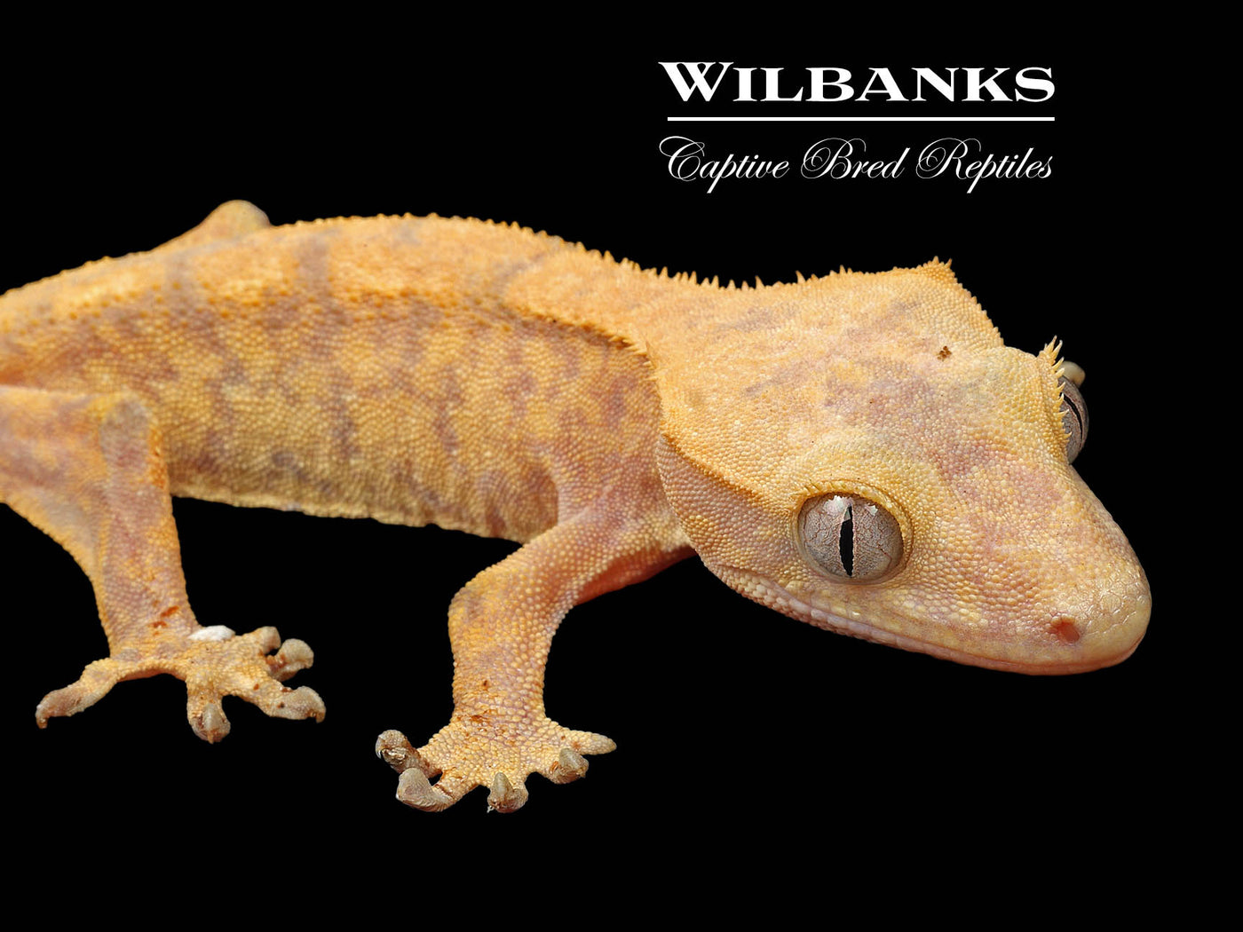 Fire (100% Guaranteed Het. Black Eyed Leucistic) Crested Gecko ♂ '24