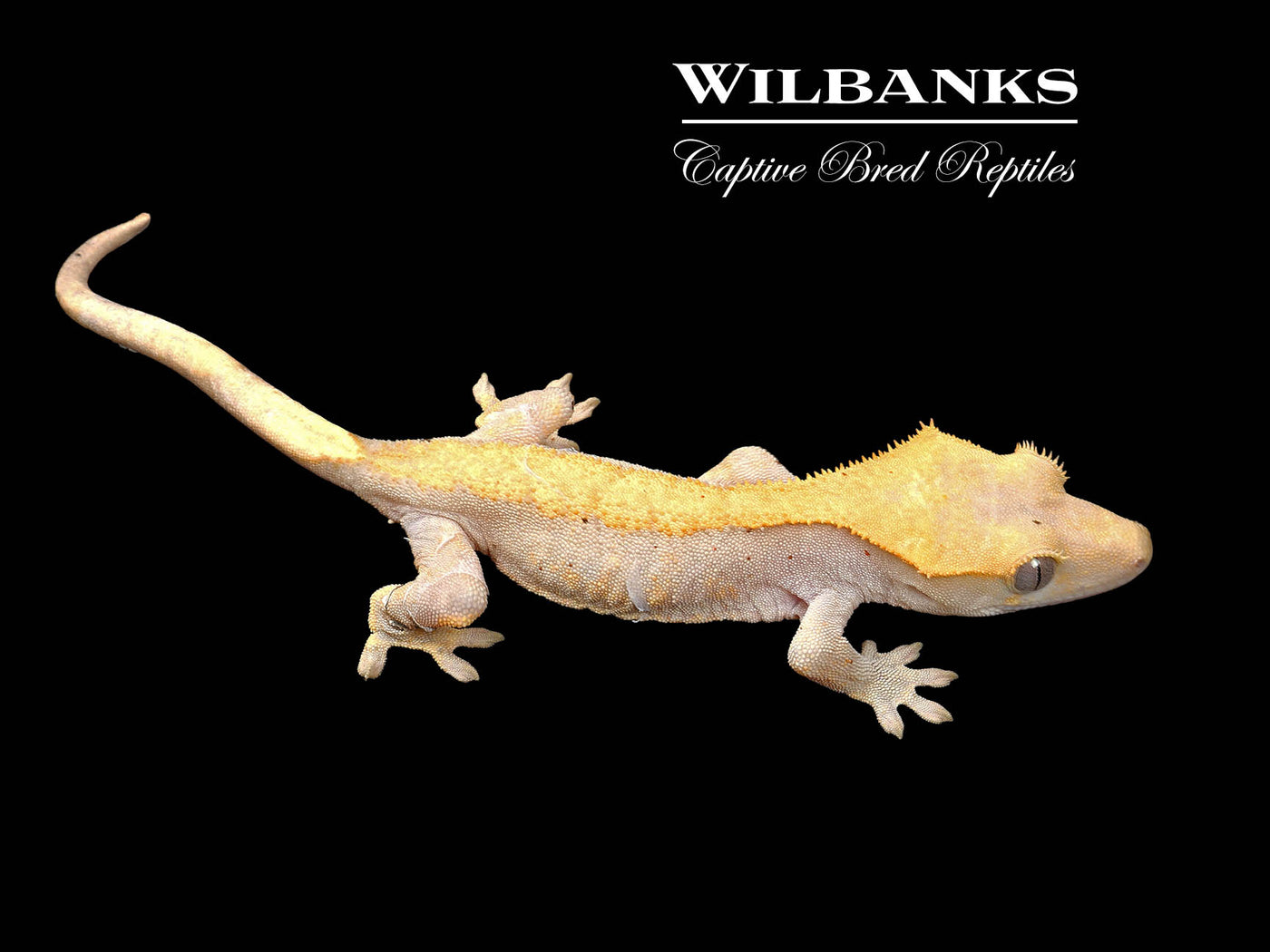 Fire (100% Guaranteed Het. Black Eyed Leucistic) Crested Gecko ♀ '24