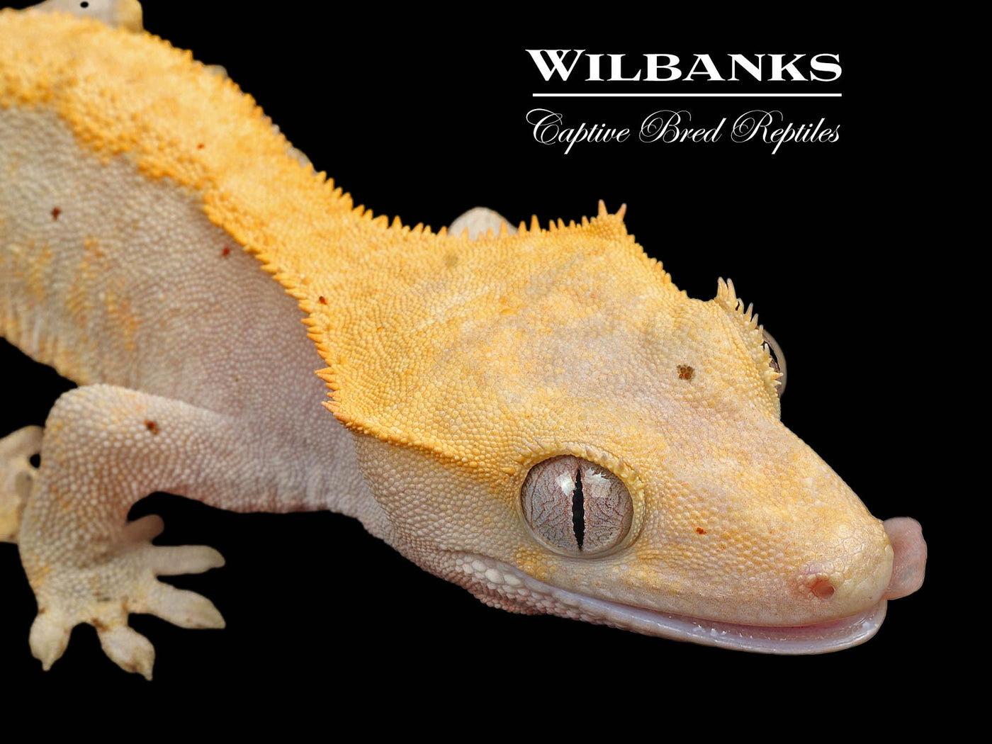 Fire (100% Guaranteed Het. Black Eyed Leucistic) Crested Gecko ♀ '24